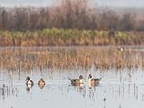 Cosumnes River 016